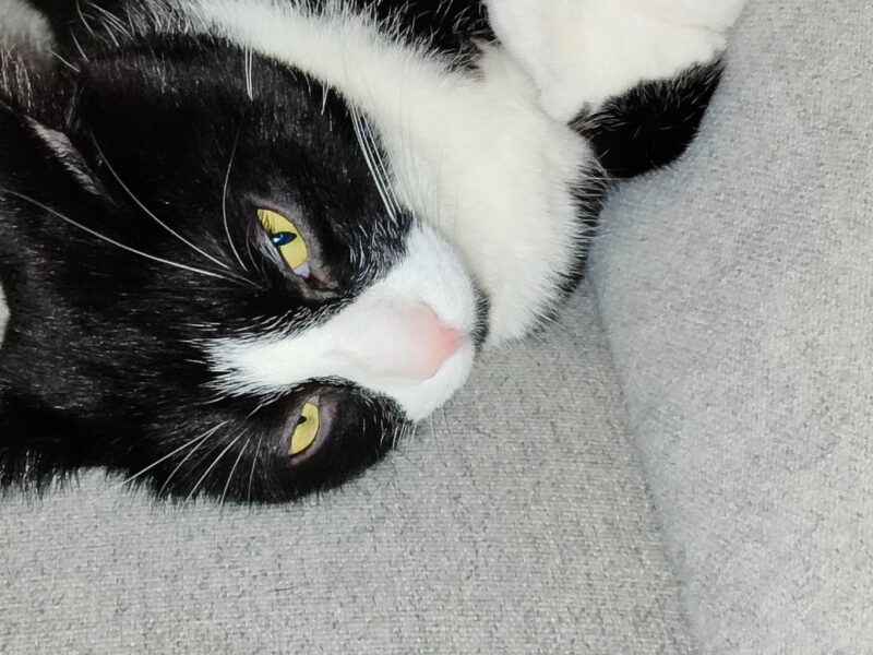 Zaginął nasz kochany futrzak