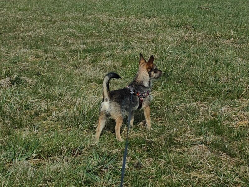 ZAGINĄŁ PIESEK BOLEK