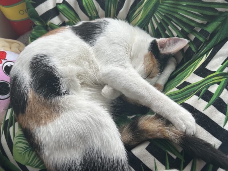 Zaginęła kotka Miłka