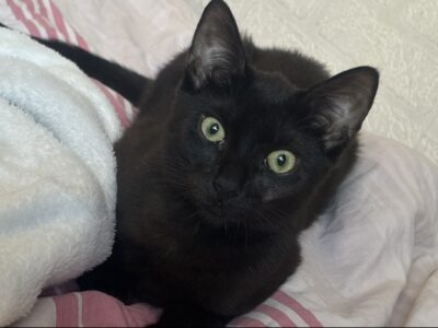 Zaginął kot Misiek