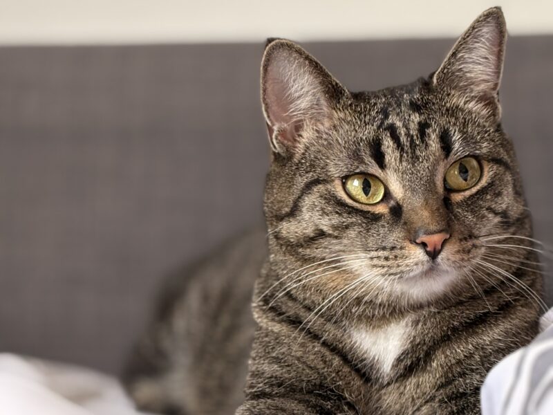 Zaginęła kotka Luna