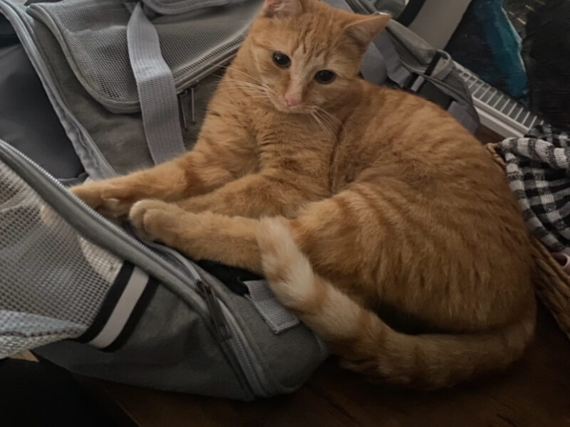 Zaginęła Kotka Bydgoszcz