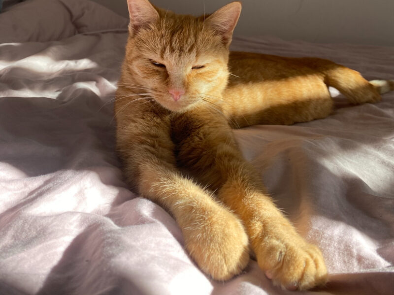 Zaginęła Kotka Bydgoszcz