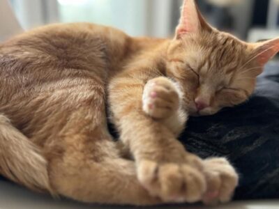 Zaginęła Kotka Bydgoszcz