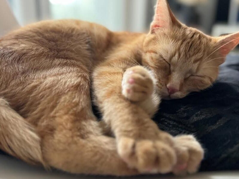 Zaginęła Kotka Bydgoszcz