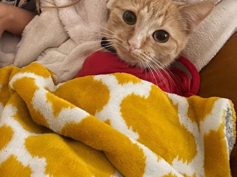 Zaginęła Kotka Bydgoszcz