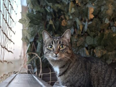 Zaginęła kotka Luna