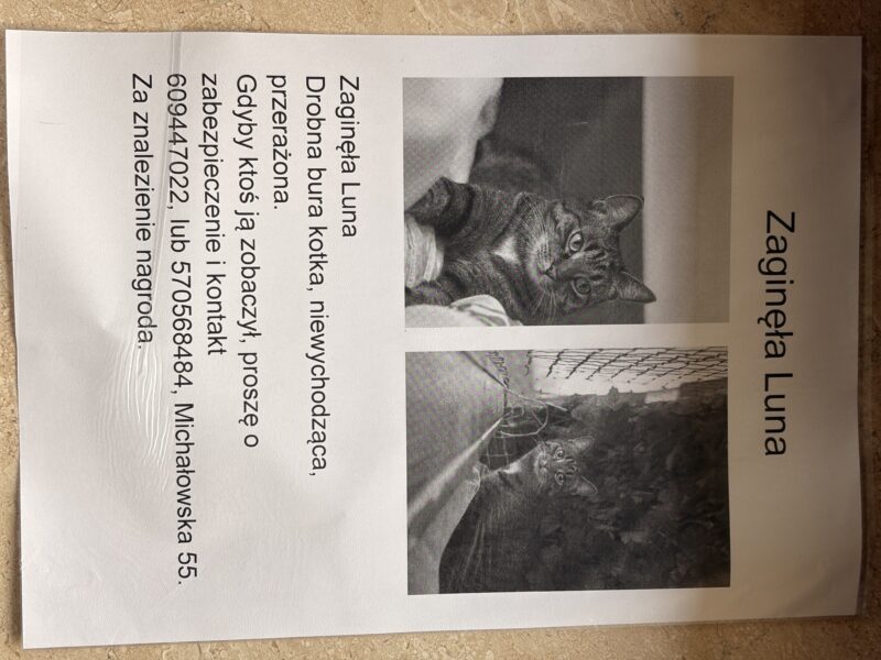 Zaginęła kotka Luna