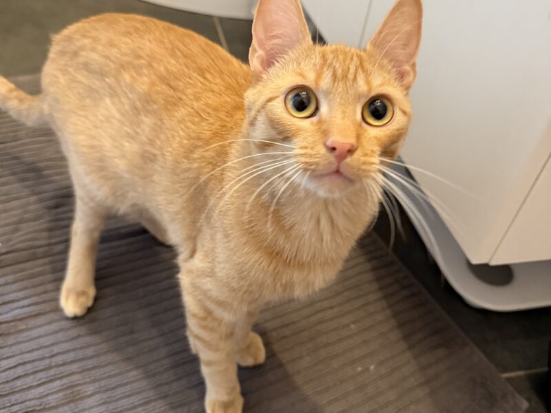 Zaginął kotek Biszkopt