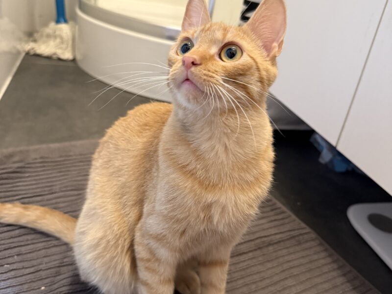 Zaginął kotek Biszkopt