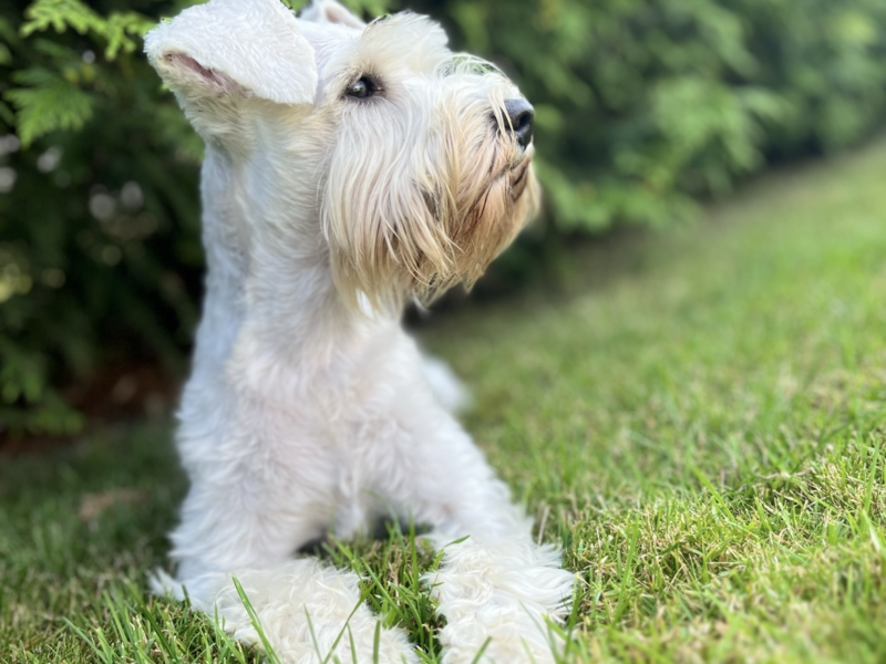 Zginęła Suczka Zula