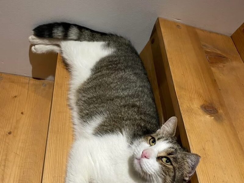 Zaginął kot Zakopane