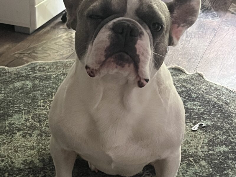 Zaginął piesek rasy Buldog Francuski