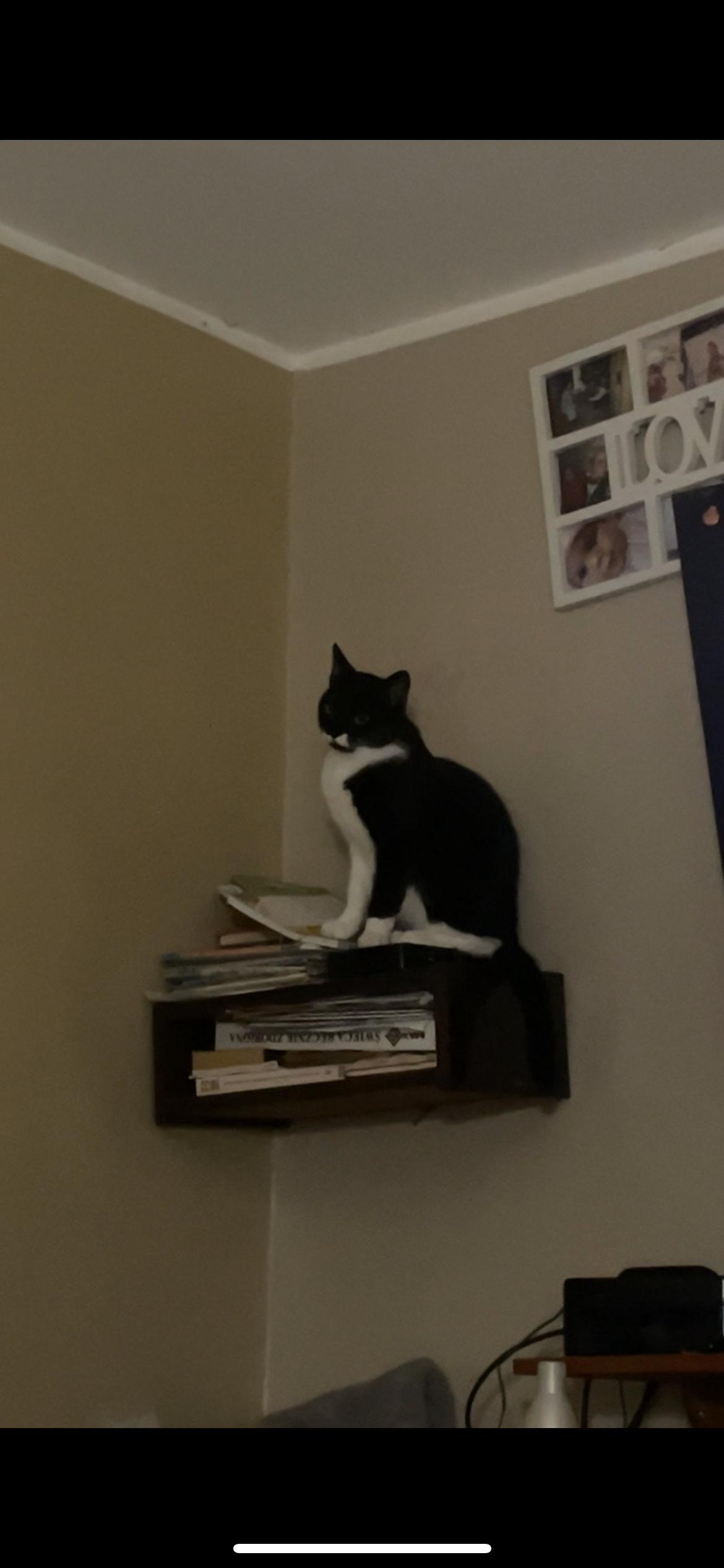 Zaginął kotek Plag