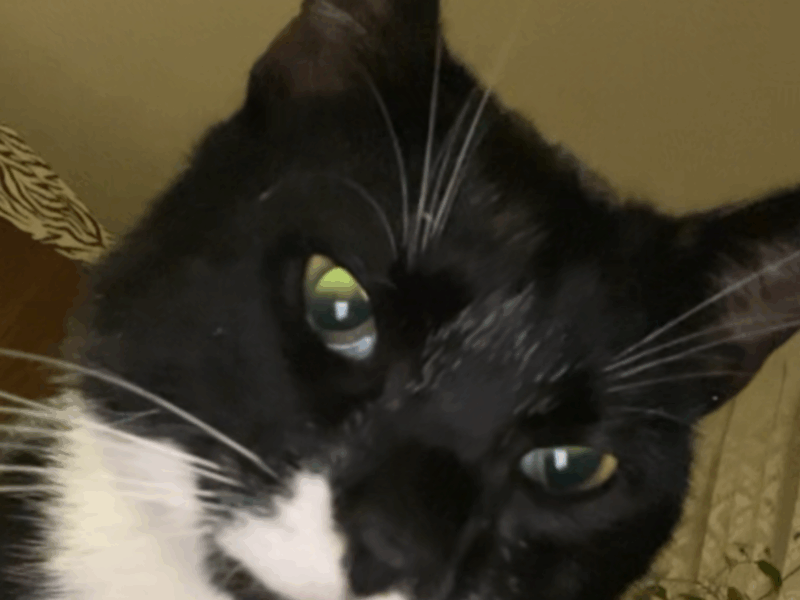 Zaginął kotek Plag