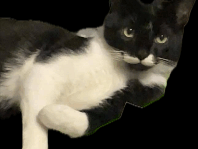 Zaginął kotek Plag