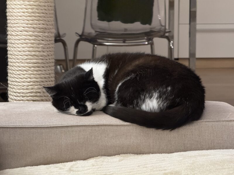 Zaginęła kotka Moli