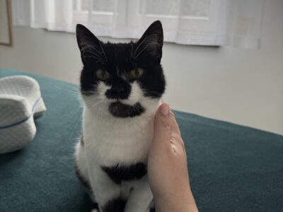 Zaginęła kotka Moli