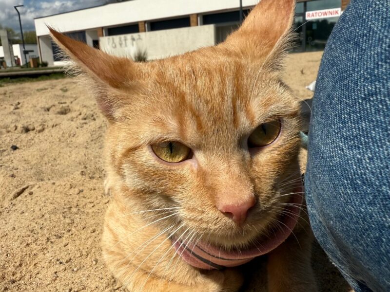 Zaginął kotek Biszkopt