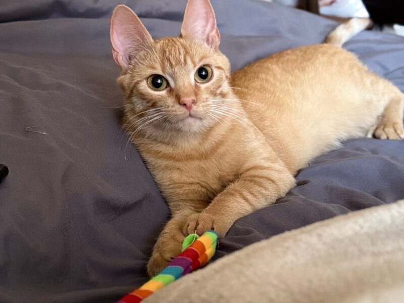 Zaginął kotek Biszkopt