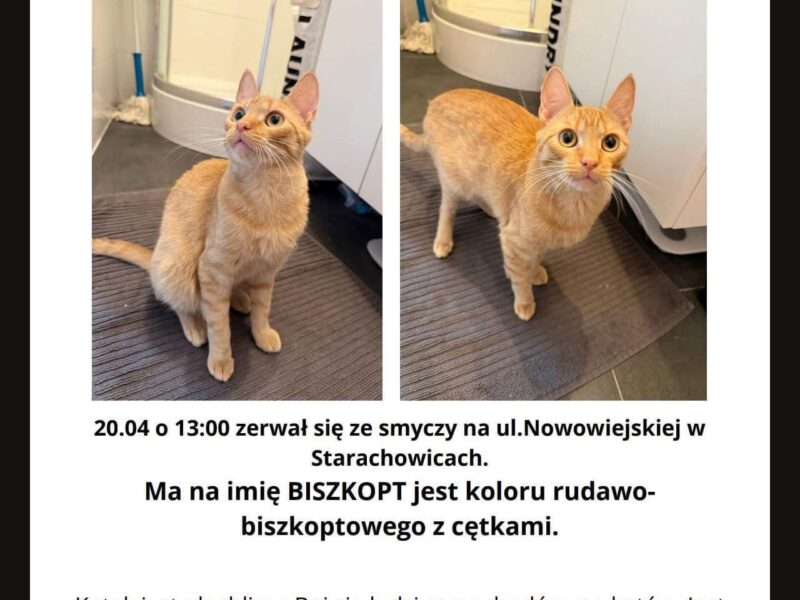 Zaginął kotek Biszkopt