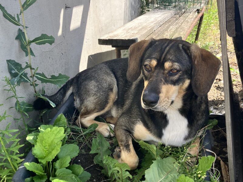 Zaginął Piesek (Michałowice / Kraków)