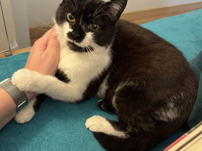 Zaginęła kotka Moli