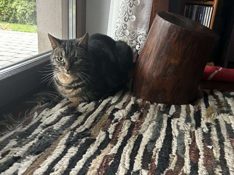 Zaginęła kotka Mała