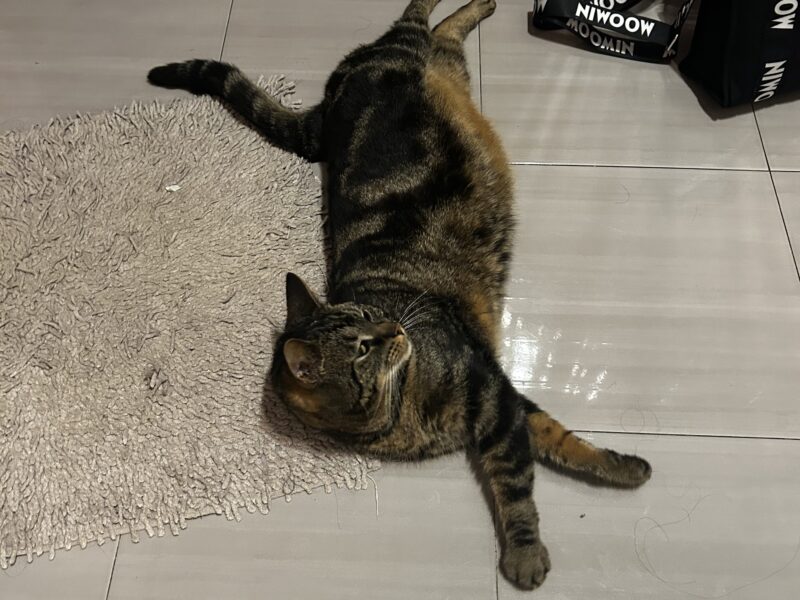 Zaginęła kotka Mała