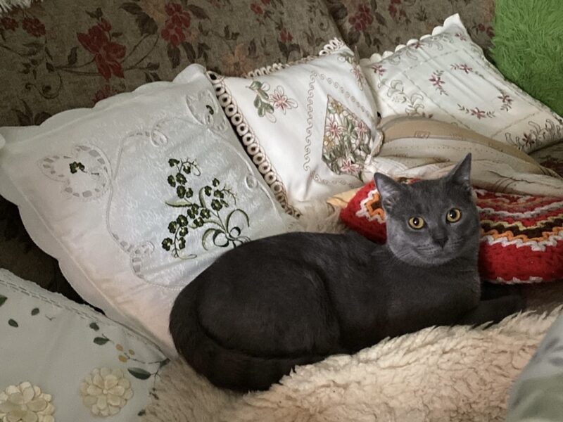 ZAGINĄŁ KOT LEOŚ !