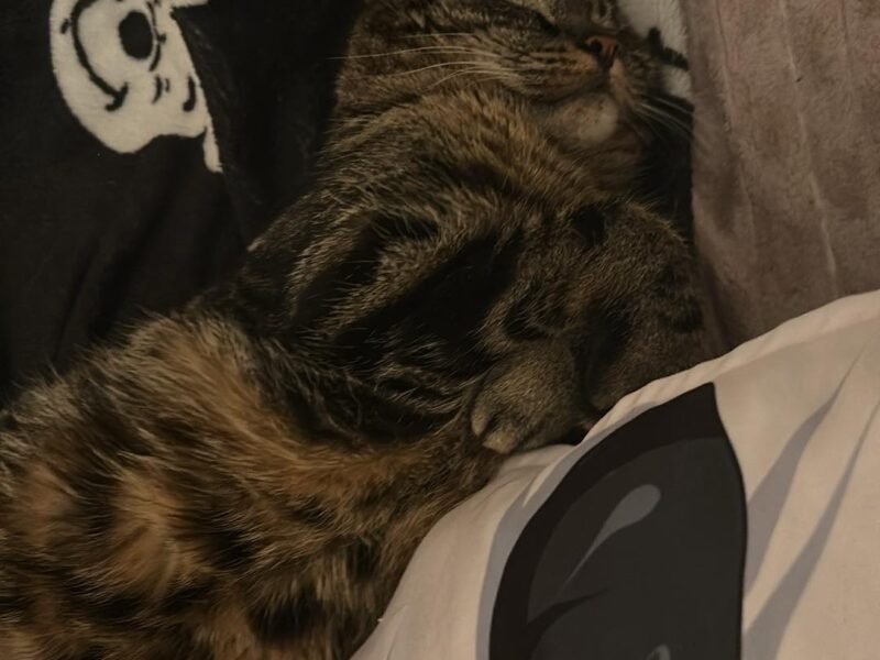 Zaginęła kotka Mała