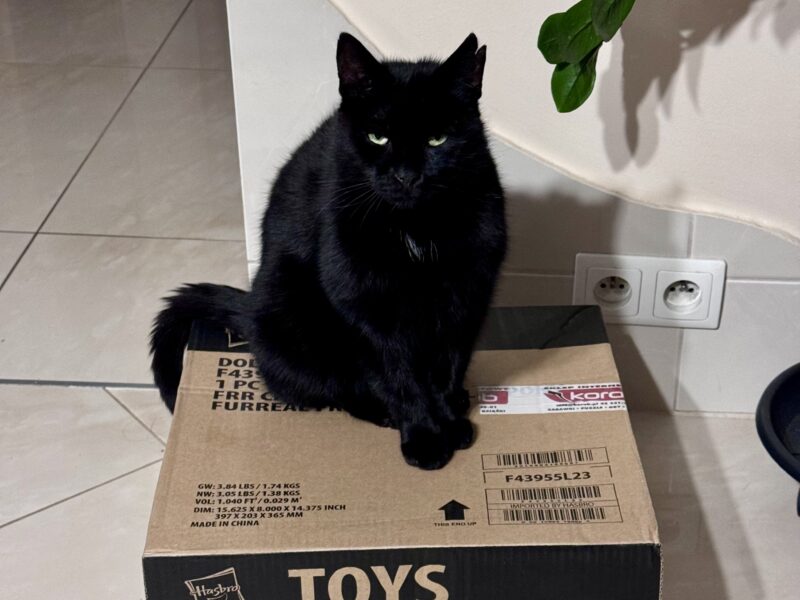 Zaginął czarny kocurek