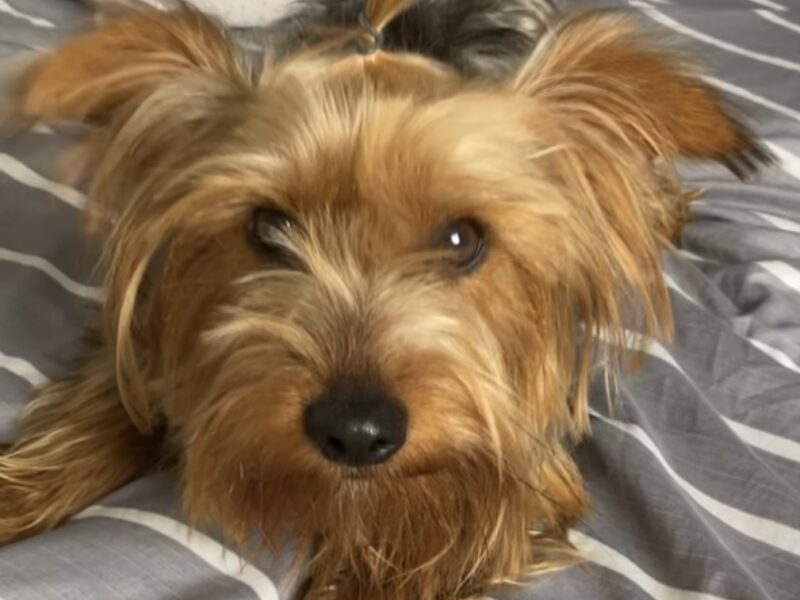 Zaginął piesek rasy Yorkshire Terrier