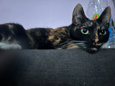 Zaginęła kotka Zosia