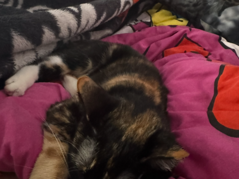 Zaginęła kotka Zosia