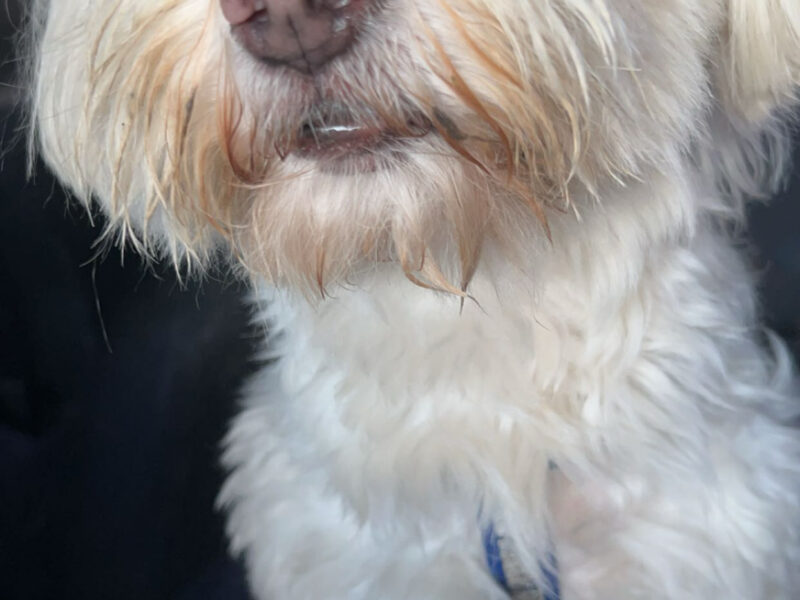 Zaginął piesek Haczi