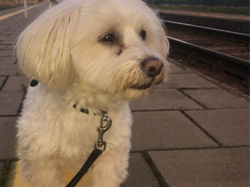 Zaginął piesek Haczi