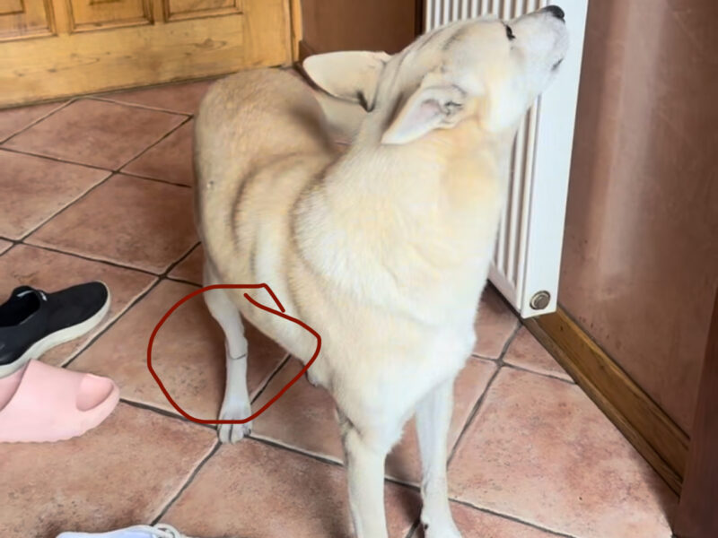 Zaginęła suczka 27 lutego MOŻE BYĆ WSZĘDZIE