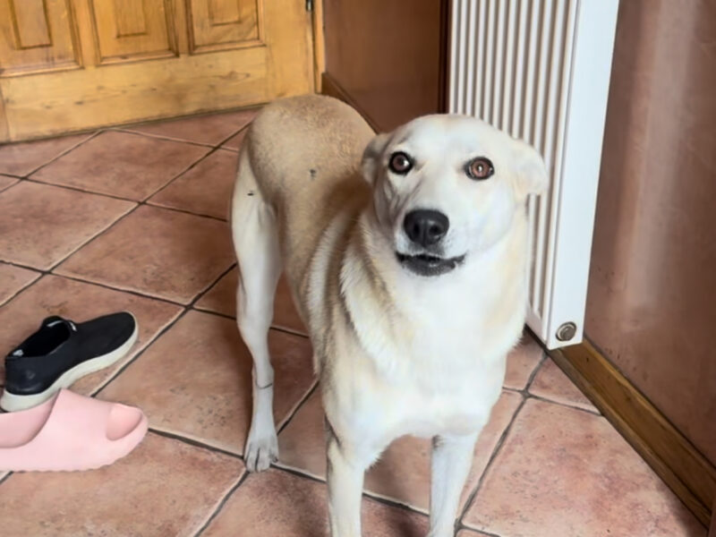 Zaginęła suczka 27 lutego MOŻE BYĆ WSZĘDZIE