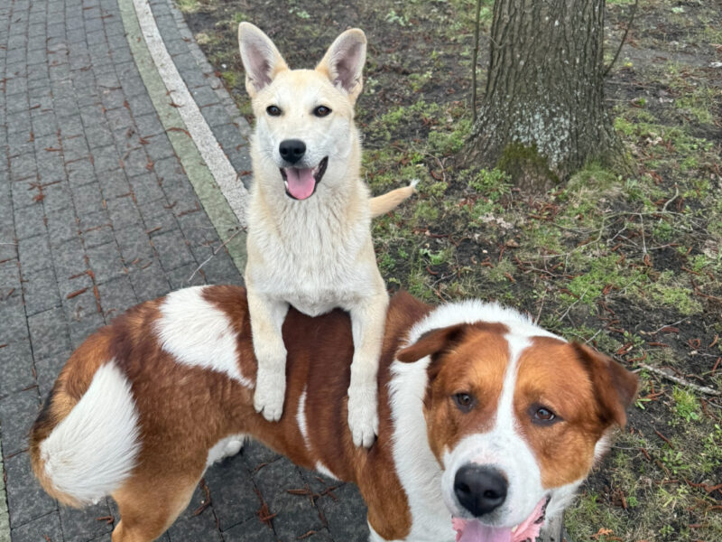 Zaginęła suczka 27 lutego MOŻE BYĆ WSZĘDZIE