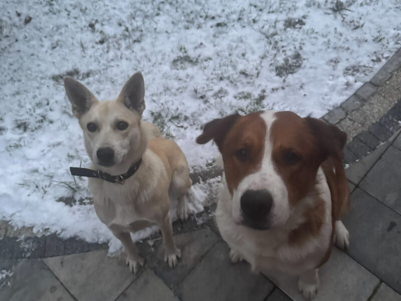 Zaginęła suczka 27 lutego MOŻE BYĆ WSZĘDZIE