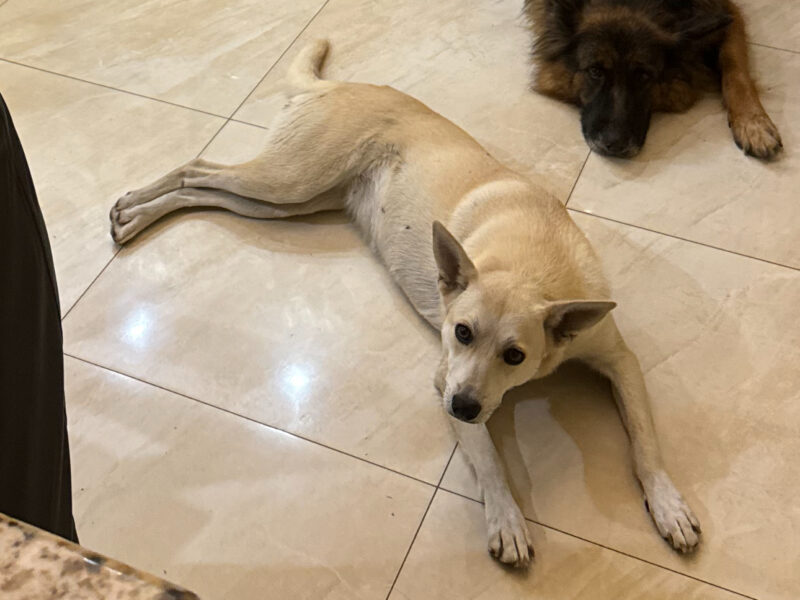 Zaginęła suczka 27 lutego MOŻE BYĆ WSZĘDZIE