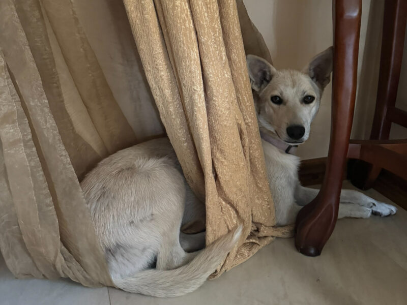 Zaginęła suczka 27 lutego MOŻE BYĆ WSZĘDZIE