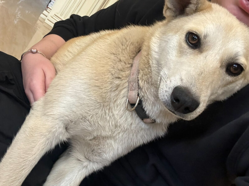 Zaginęła suczka 27 lutego MOŻE BYĆ WSZĘDZIE