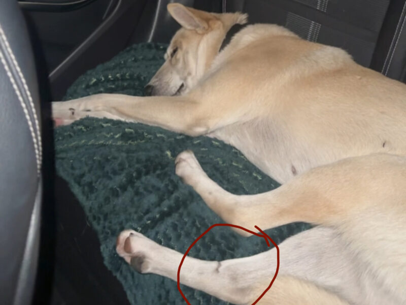 Zaginęła suczka 27 lutego MOŻE BYĆ WSZĘDZIE