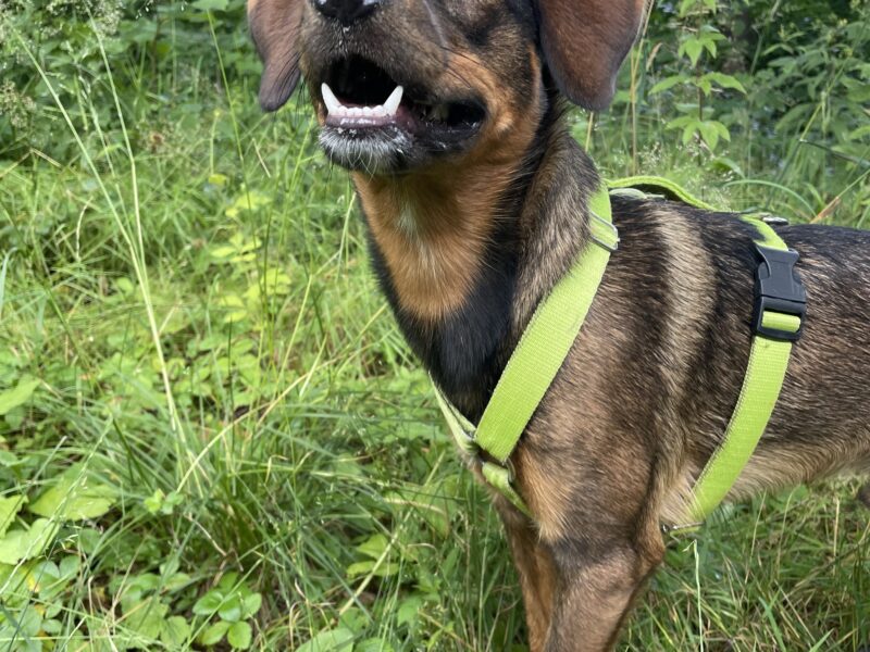 Zaginął piesek Nugat