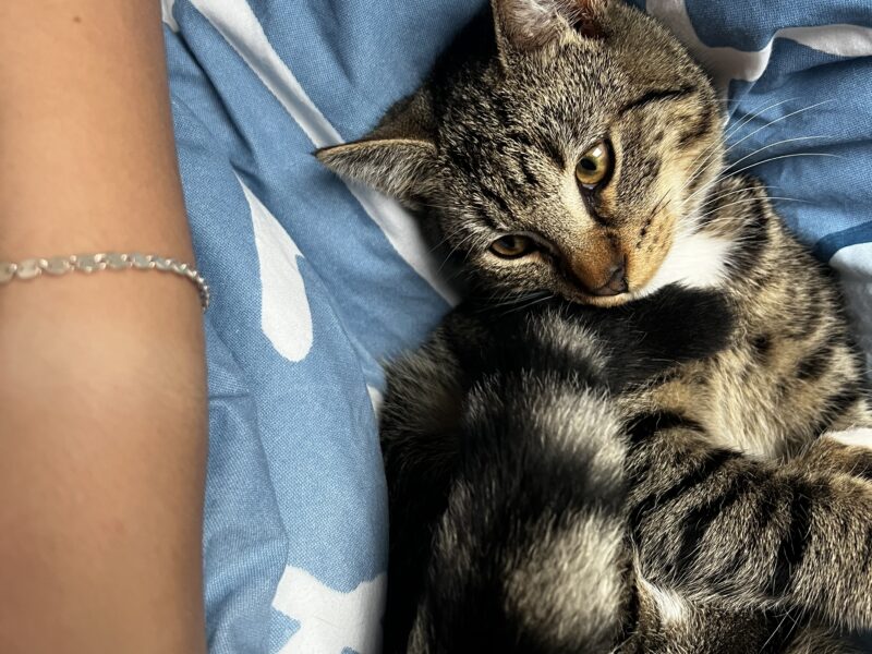 ZAGINĄŁ KOT KITUŚ / KITEK