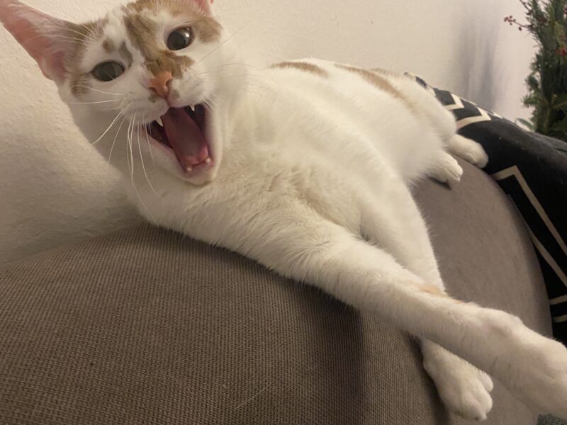 Alert Polska Zaginął kot Murczyk