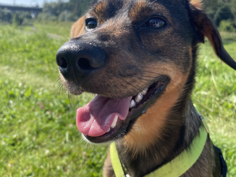 Zaginął piesek Nugat