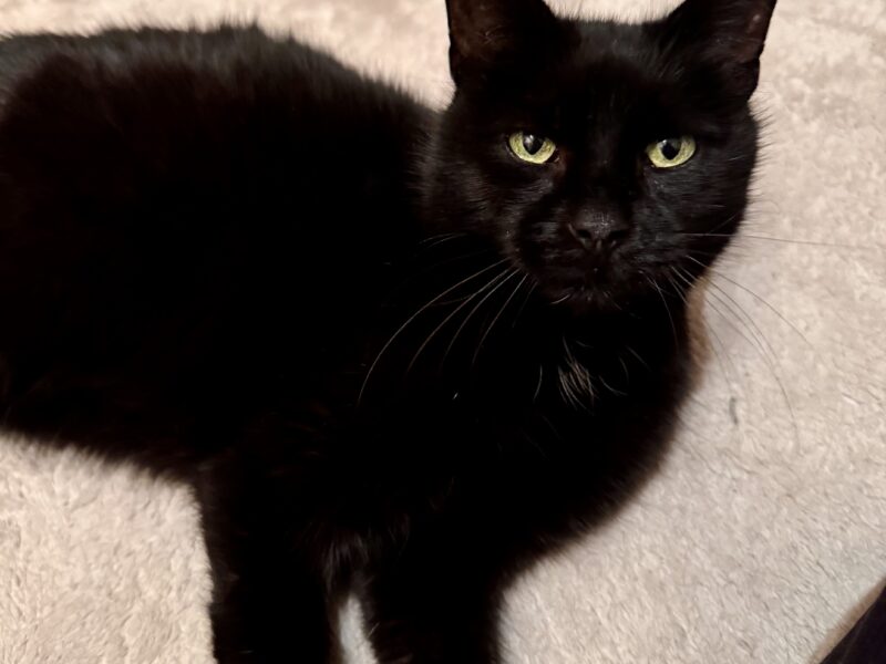 Zaginął czarny kocurek